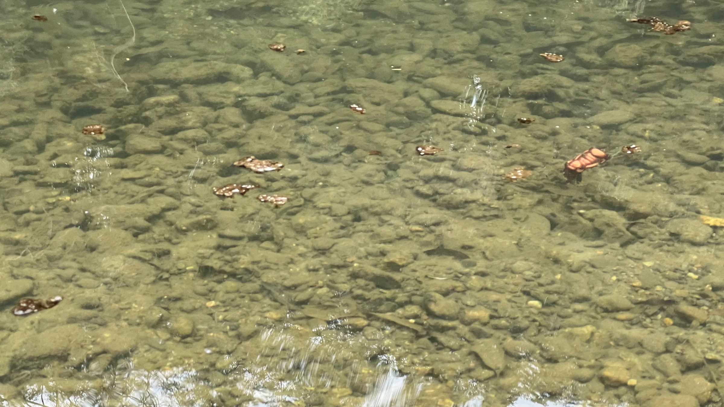 透明な水面に浮かぶ複数のビリケンルアー